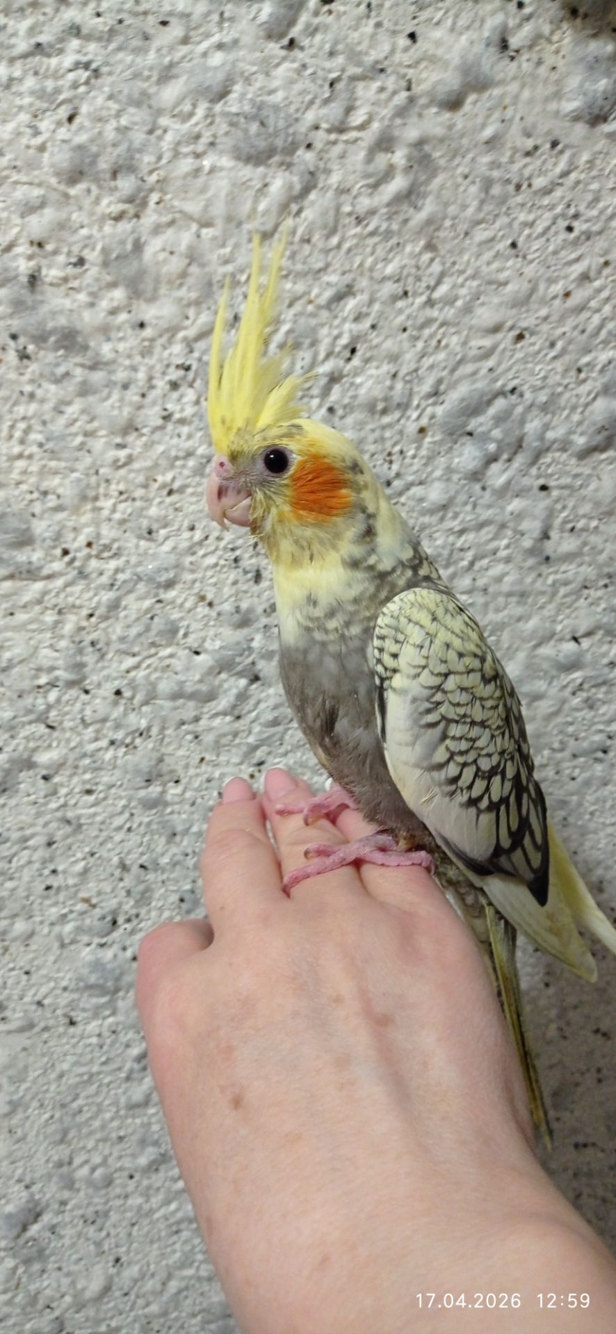 Корела пташенята