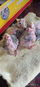 Корела пташенята