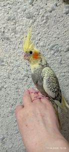 Корела пташенята