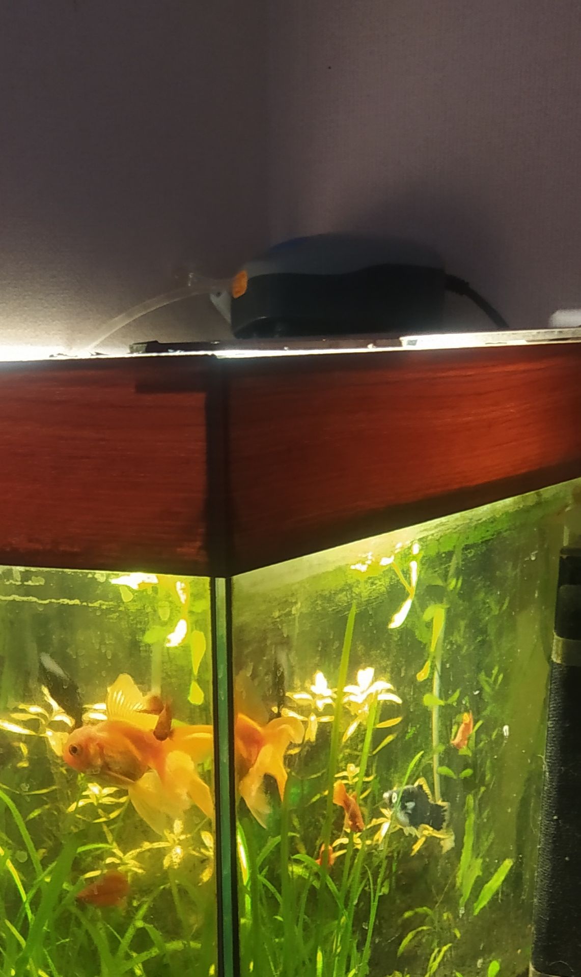 Акваріум з кришкою+ рибки