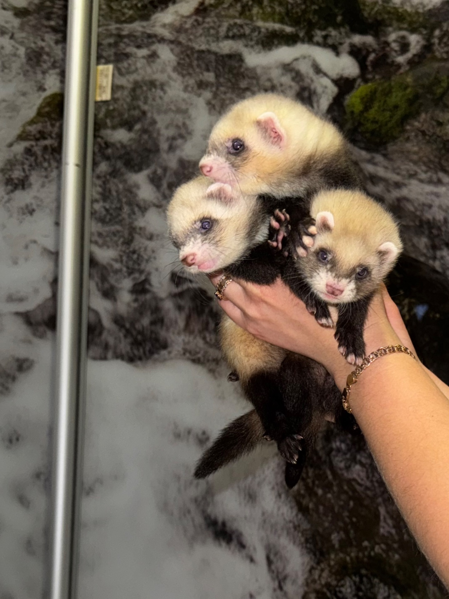 Малюки тхорики, фретки