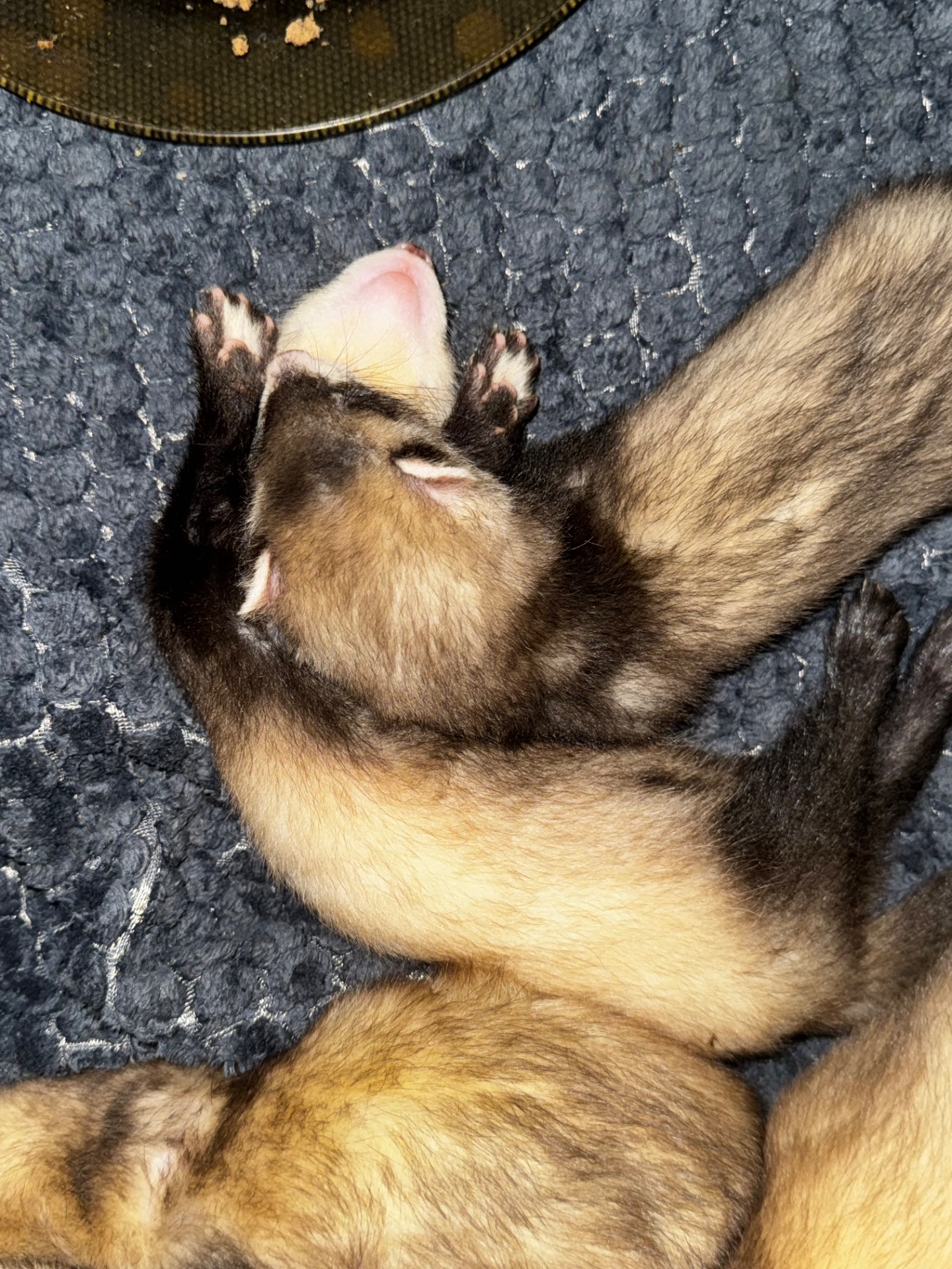 Малюки тхорики, фретки