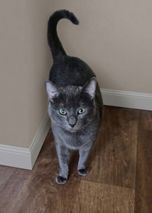 Ухоженная молодая русская голубая кошка ищет заботливый дом