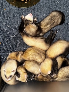 Малюки тхорики, фретки