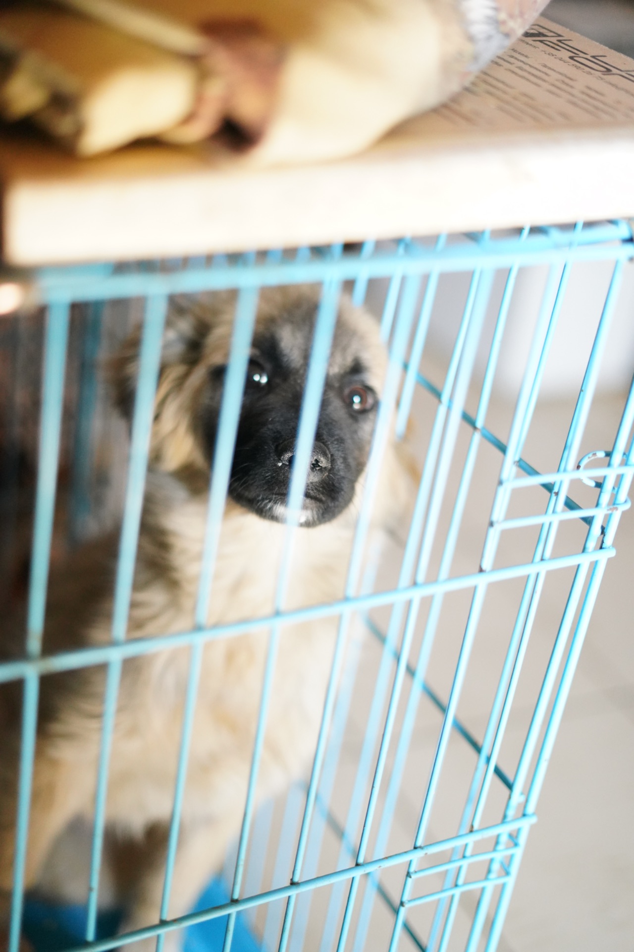 Цуценя яке обожнює цілуватися та обійматися!