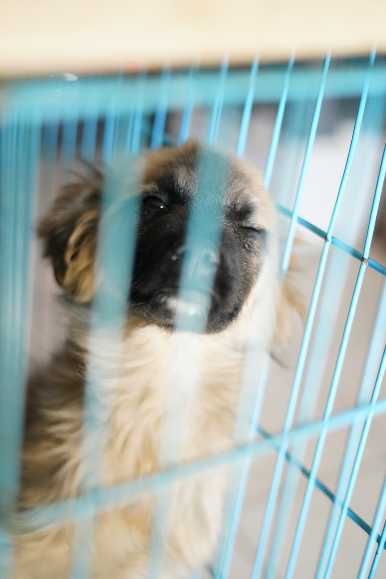 Цуценя яке обожнює цілуватися та обійматися!