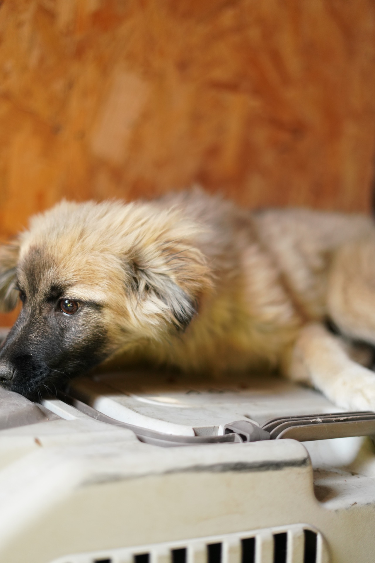 Цуценя яке обожнює цілуватися та обійматися!