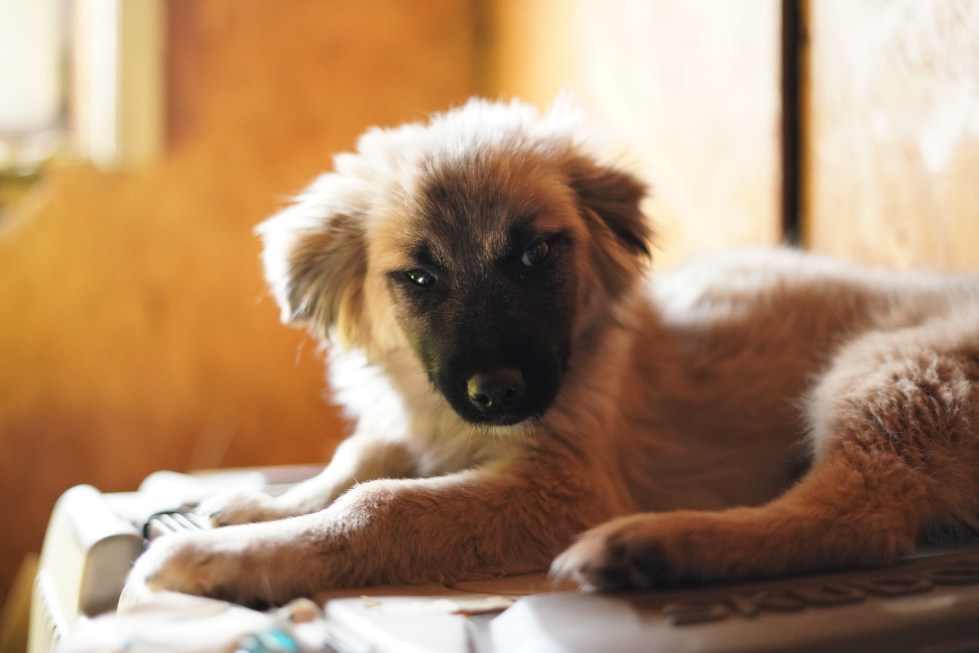 Цуценя яке обожнює цілуватися та обійматися!