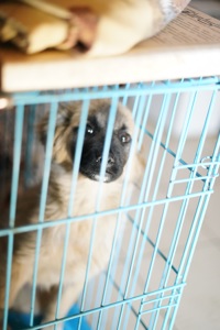 Цуценя яке обожнює цілуватися та обійматися!