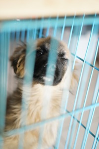 Цуценя яке обожнює цілуватися та обійматися!