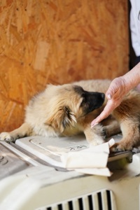 Цуценя яке обожнює цілуватися та обійматися!