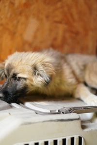 Цуценя яке обожнює цілуватися та обійматися!