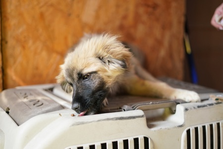 Цуценя яке обожнює цілуватися та обійматися!