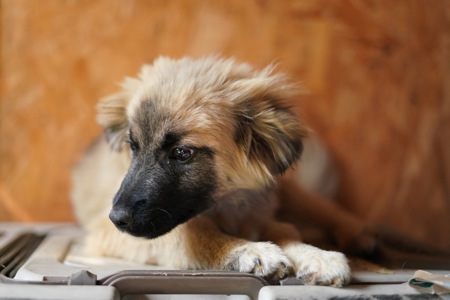 Цуценя яке обожнює цілуватися та обійматися!