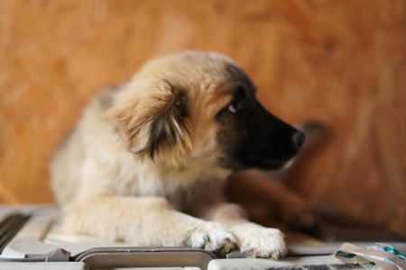 Цуценя яке обожнює цілуватися та обійматися!