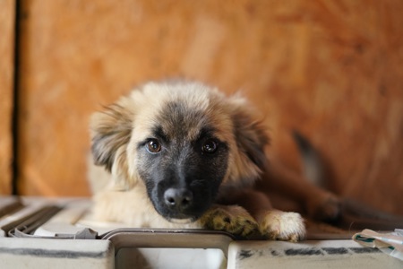 Цуценя яке обожнює цілуватися та обійматися!