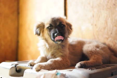 Цуценя яке обожнює цілуватися та обійматися!