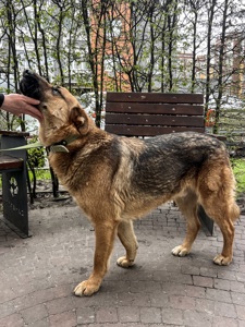 Песик шукає родину