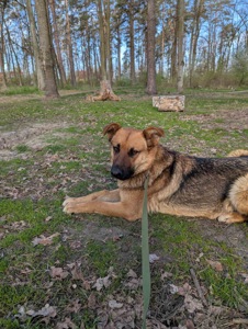 Песик шукає родину