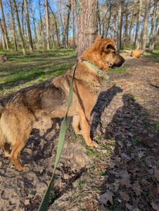 Песик шукає родину