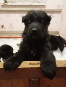 Продаж цуценят німецької вівчарки