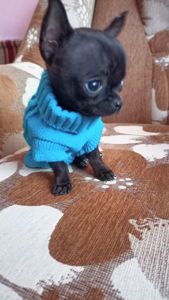 Продам мініатюрного підрощенного хлопчика чіхуа