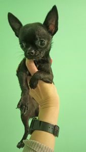 Продам мініатюрного підрощенного хлопчика чіхуа