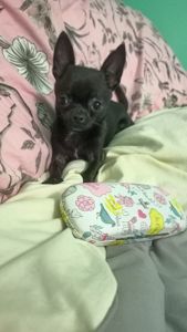 Продам мініатюрного підрощенного хлопчика чіхуа