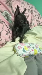 Продам мініатюрного підрощенного хлопчика чіхуа