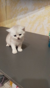 Шотландська шиншила Котенок страйт дівчинка кот