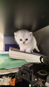 Шотландська шиншила Котенок страйт дівчинка кот