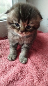 Шотландська шиншила Котенок Фолд дівчинка кот