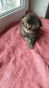 Шотландська шиншила Котенок Фолд дівчинка кот