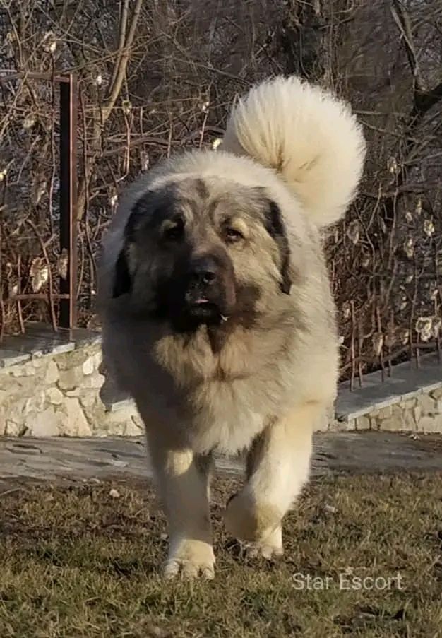 Великий хлопчик кавказької вівчарки розплідник Star Escort
