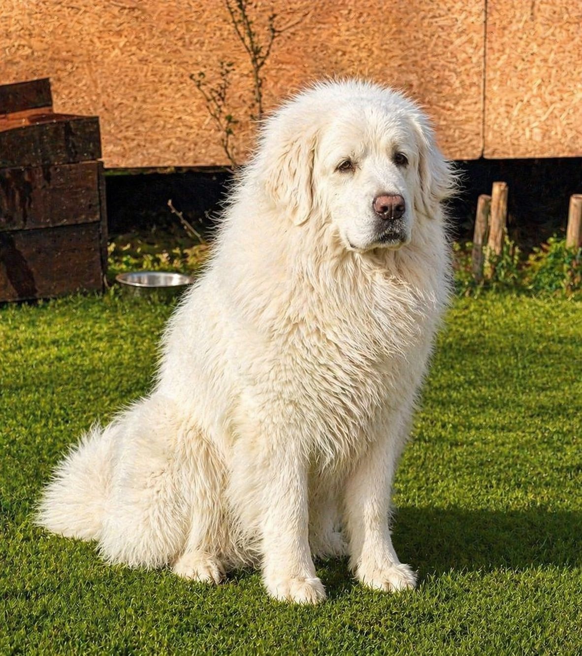 Цуценята кавказької вівчарки від розплідника Star Escort ⭐ бронювання