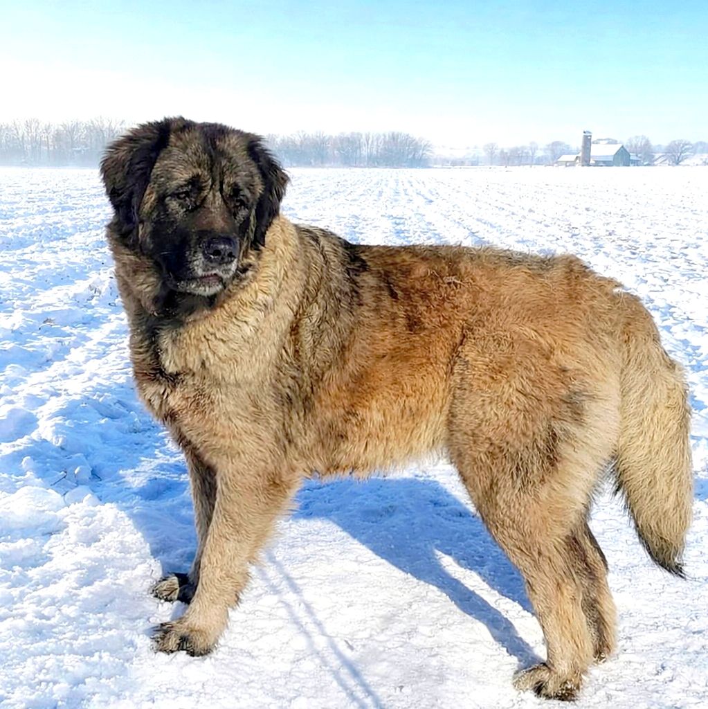 Цуценята кавказької вівчарки від розплідника Star Escort ⭐ бронювання