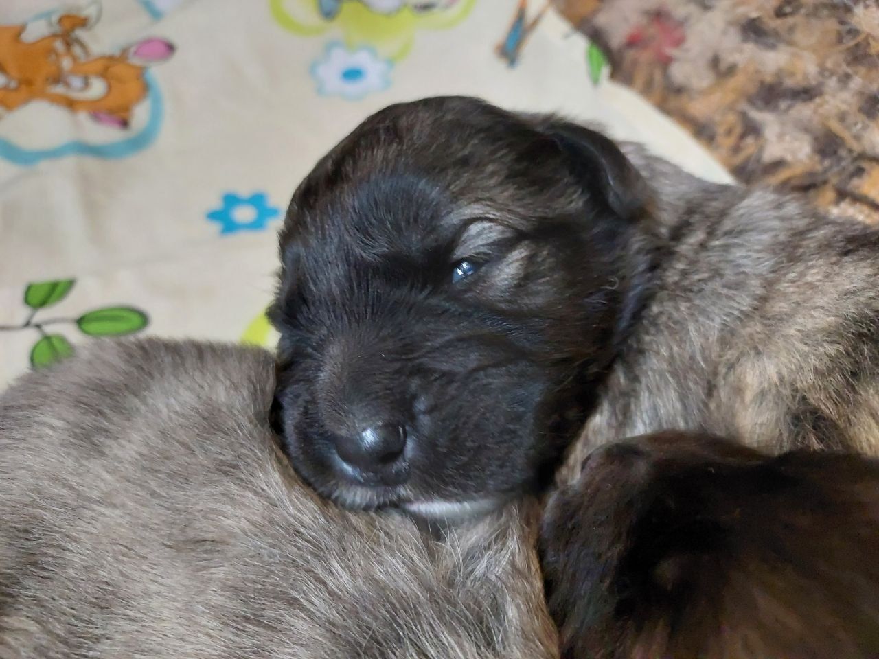 Цуценята кавказької вівчарки від розплідника Star Escort ⭐ бронювання