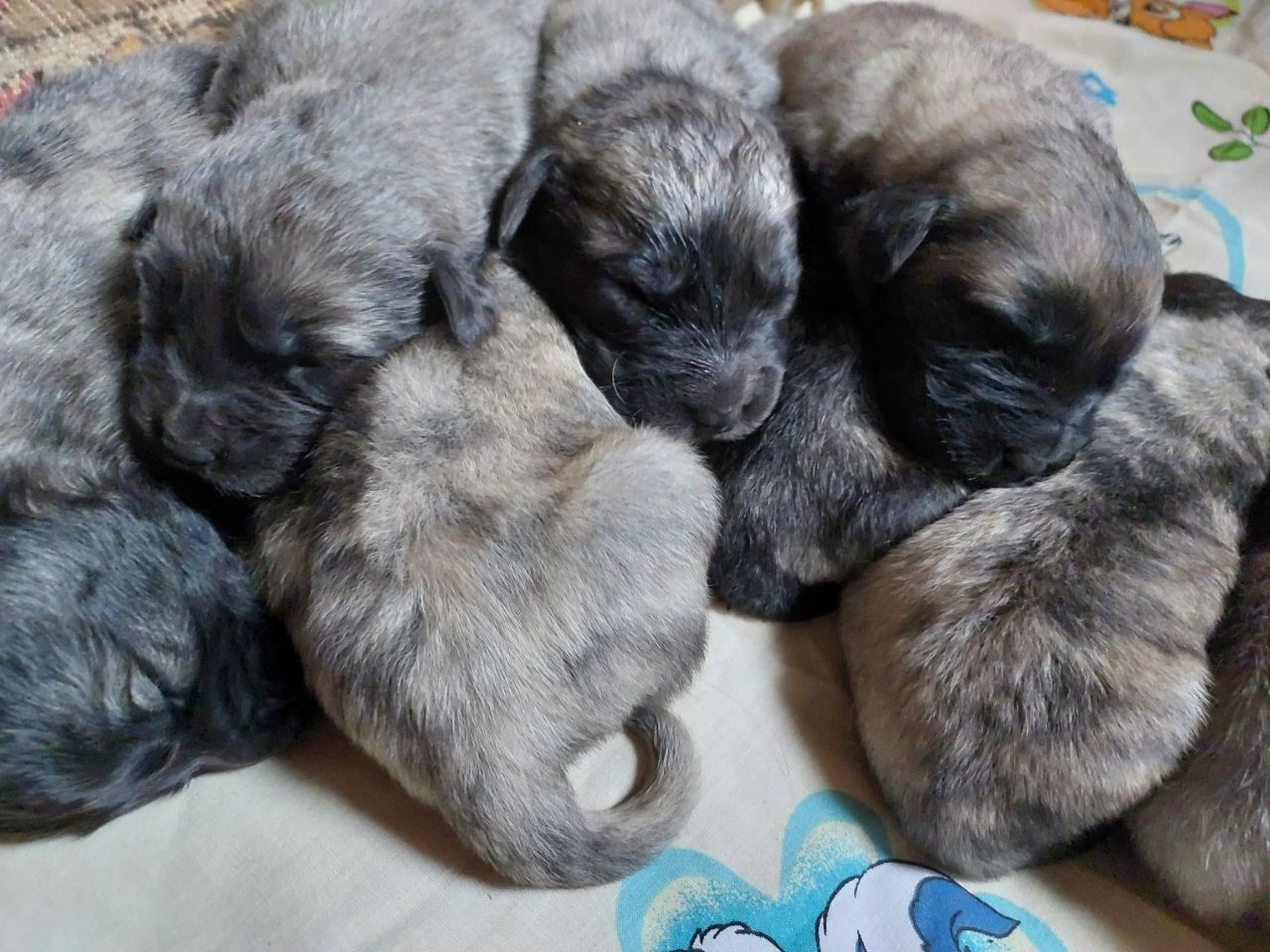 Цуценята кавказької вівчарки від розплідника Star Escort ⭐ бронювання