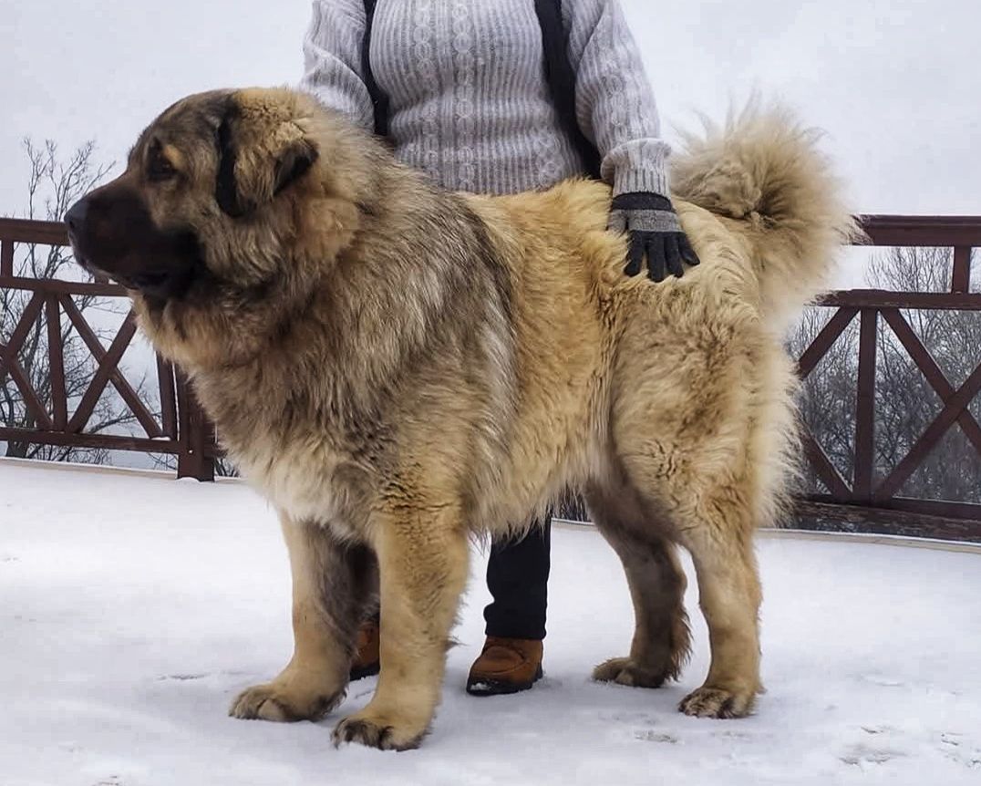 Великий хлопчик кавказької вівчарки розплідник Star Escort