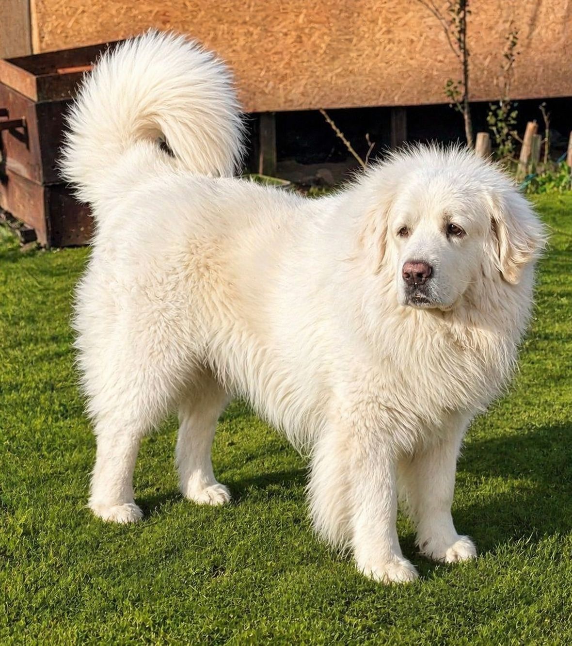 Цуценята кавказької вівчарки від розплідника Star Escort ⭐ бронювання