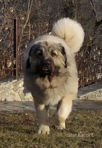 Великий хлопчик кавказької вівчарки розплідник Star Escort