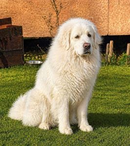 Цуценята кавказької вівчарки від розплідника Star Escort ⭐ бронювання