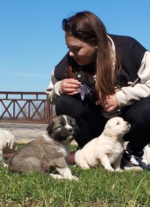 Великий хлопчик кавказької вівчарки розплідник Star Escort