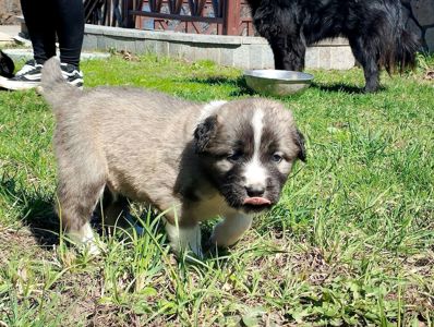 Великий хлопчик кавказької вівчарки розплідник Star Escort