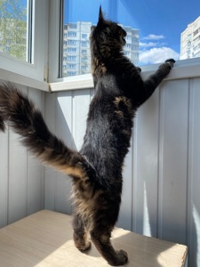 Мейн-кун самый ласковый котик