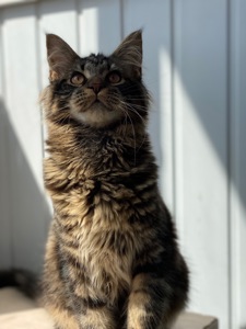 Мейн-кун самый ласковый котик