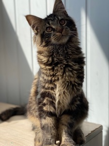 Мейн-кун самый ласковый котик