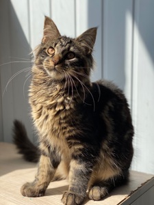 Мейн-кун самый ласковый котик