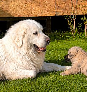 Цуценята кавказької вівчарки від розплідника Star Escort ⭐ бронювання