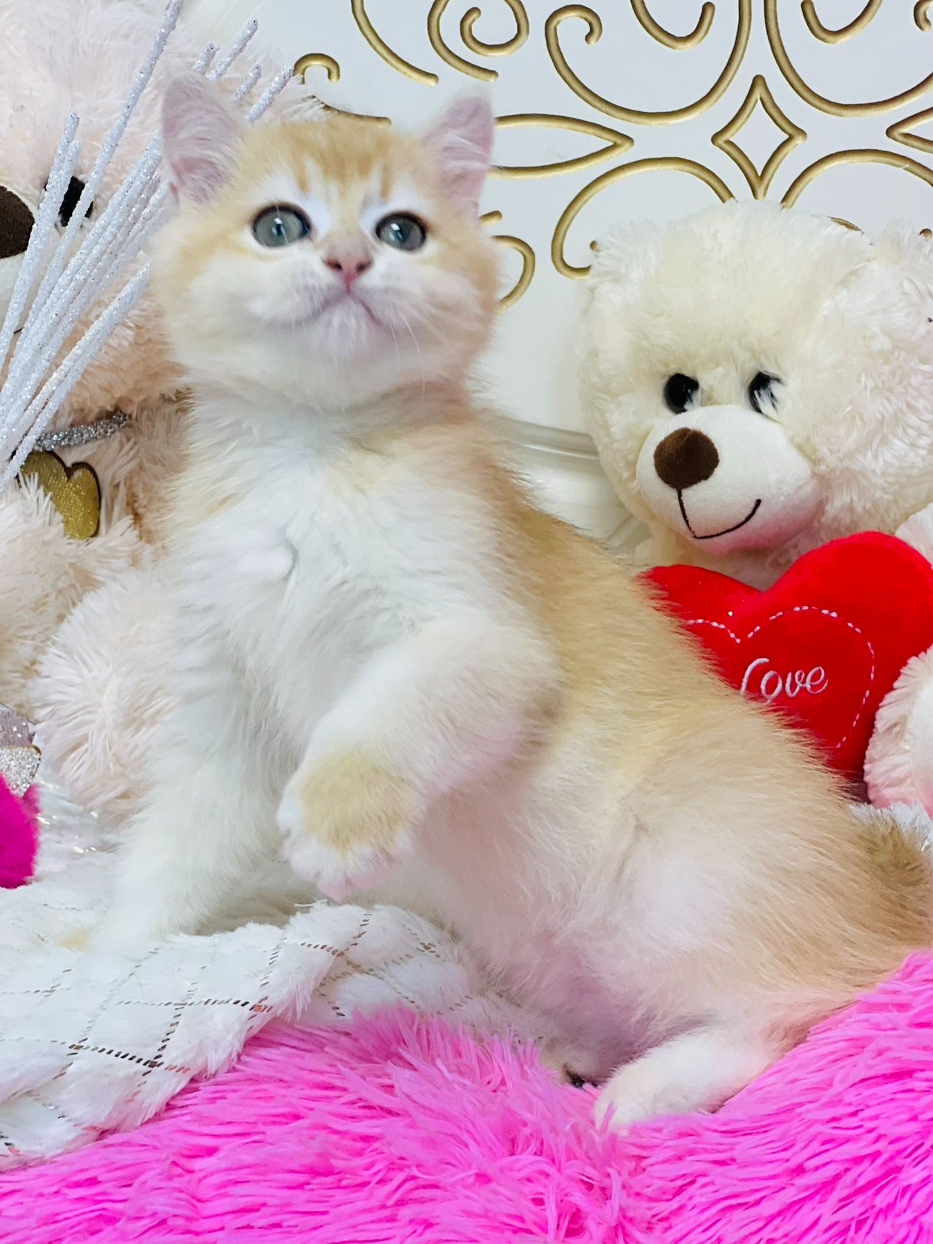 Британська золота шиншилла